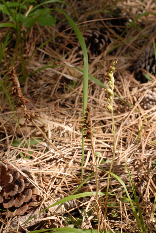 Goodyera repens (L.) R.Brown 1813 - In Val di Taro (PR)